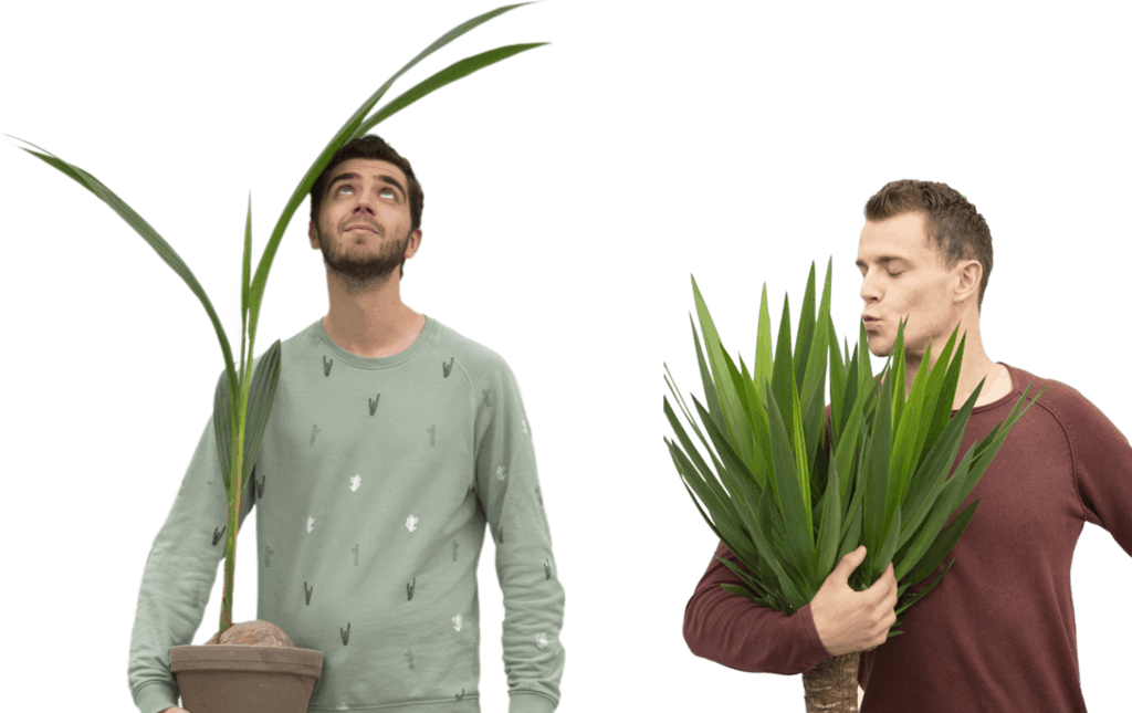 plantsome brothers