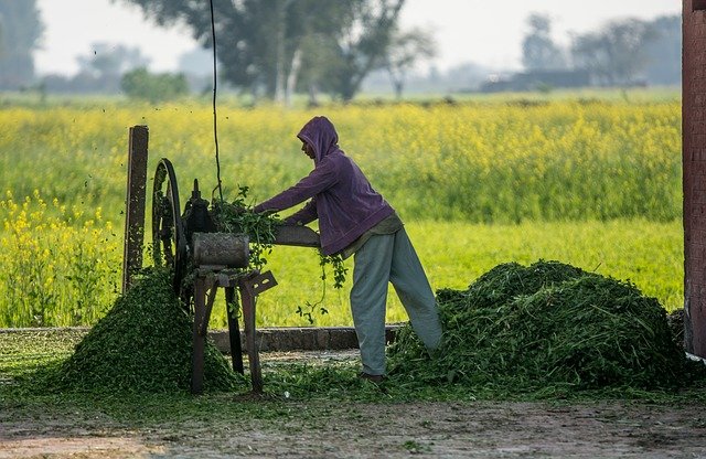 Urban & Vertical Farming in Pakistan
