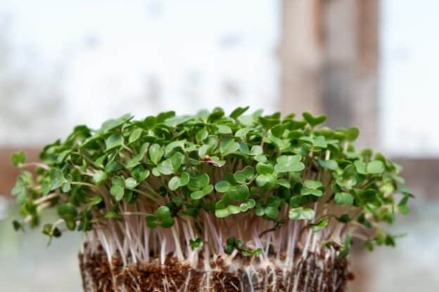 microgreen shoots