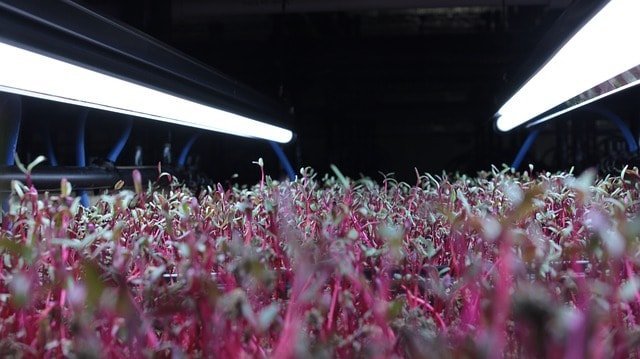 Microgreens Forum