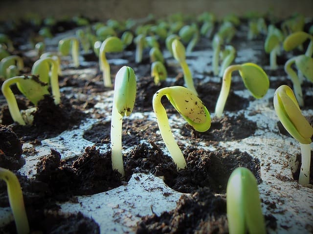 Seeds to Crop