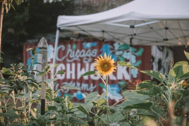 Urban Farming