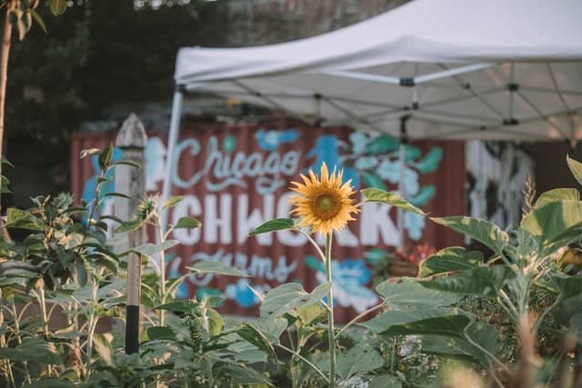 Urban Farming